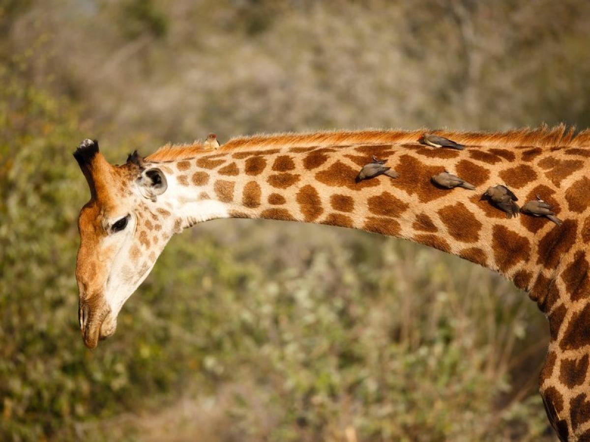 HR message of Giraffe neck